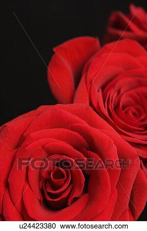 Close-up of two red roses against black background. View Large Photo Image Stock Image - Close-up of two red roses against black background.. Fotosearch