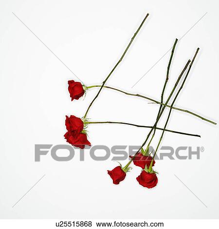 Stock Photo - Long-stemmed red roses spread out against white background.. Fotosearch