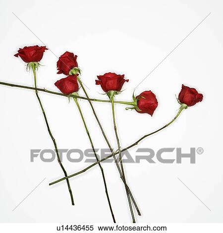Long-stemmed red roses spread out against white background. View Large Photo Image Stock Photography - Long-stemmed red roses spread out against white background.. Fotosearch