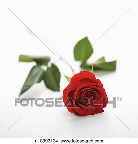 Single long-stemmed red rose against white background. View Large Photo Image Picture - Single long-stemmed red rose against white background.. Fotosearch