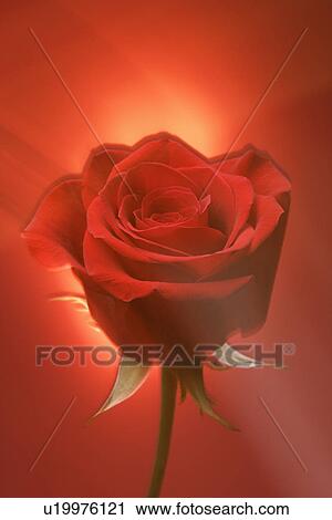 Single long-stemmed red rose against glowing red background. View Large Photo Image Stock Image - Single long-stemmed red rose against glowing red background.. Fotosearch