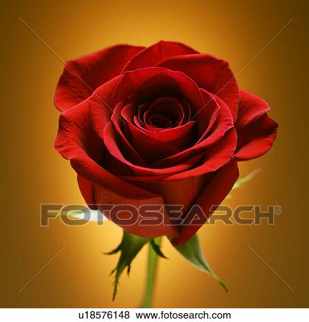Single long-stemmed red rose against glowing golden background. View Large Photo Image Stock Photo - Single long-stemmed red rose against glowing golden background.. Fotosearch