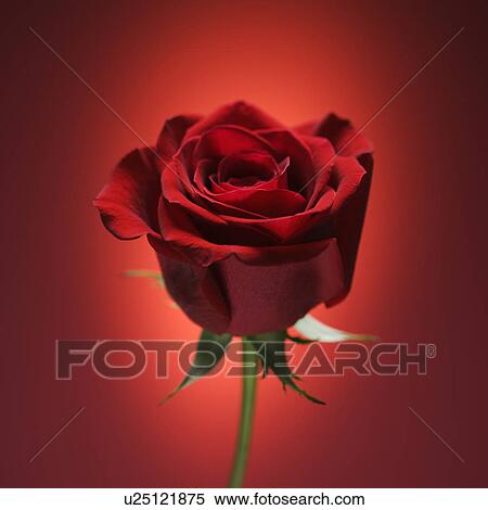 Stock Photography - Single long-stemmed red rose against glowing red background.. Fotosearch