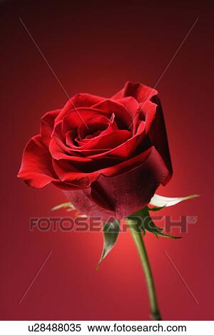 Single long-stemmed red rose against glowing red background. View Large Photo Image Stock Photography - Single long-stemmed red rose against glowing red background.. Fotosearch