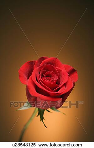 Stock Photography - Single long-stemmed red rose against golden background.. Fotosearch