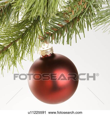 Still life of round red Christmas ornament hanging from pine branch. View Large Photo Image Stock Image - Still life of round red Christmas ornament hanging from pine branch.. Fotosearch