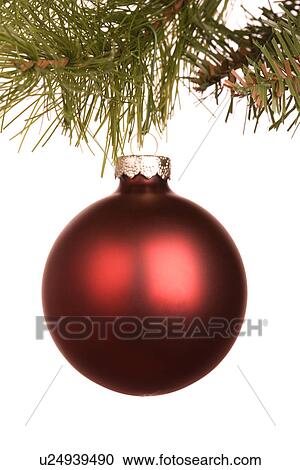 Still life of round red Christmas ornament hanging from pine branch. View Large Photo Image Stock Image - Still life of round red Christmas ornament hanging from pine branch.. Fotosearch