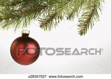 Stock Photo - Still life of round red Christmas ornament hanging from pine branch. Fotosearch