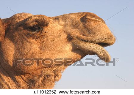 Stock Image - sand, dubai, desert, uae, emirates, camel, head. Fotosearch