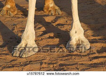 Stock Image - sand, dubai, desert, uae, emirates, camel, foot. Fotosearch