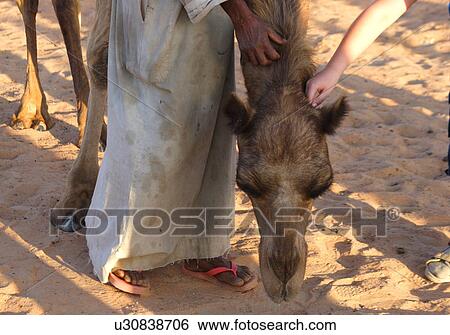 Stock Photograph - sand, dubai, desert, uae, emirates, camel, local. Fotosearch