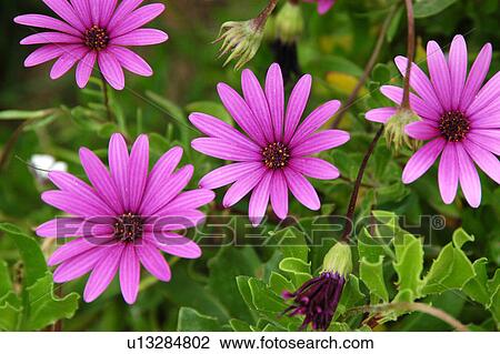 Stock Image - sbeitla, kasserine, Tunis, Tunisia, arabic, country. Fotosearch