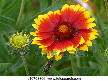 Stock Photograph - sbeitla, kasserine, Tunis, Tunisia, arabic, country. Fotosearch