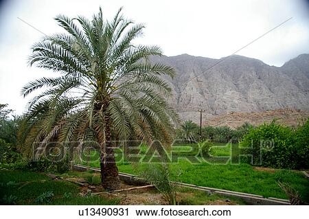 Stock Image - khaimeh, Country, Khaimah, Ras, UAE, Arabic. Fotosearch