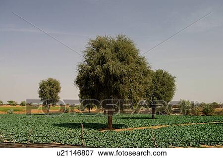 Stock Photo - khaimeh, Country, Khaimah, Ras, UAE, Arabic. Fotosearch