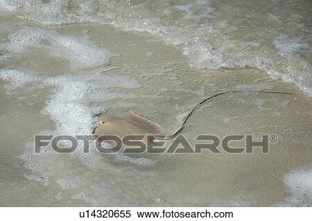 dubai, sea, water, gulf, sky, beach View Large Photo Image Stock Photography - dubai, sea, water, gulf, sky, beach. Fotosearch