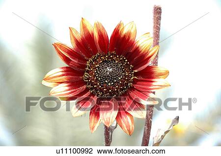 red, white, daisy View Large Photo Image Stock Image - red, white, daisy. Fotosearch