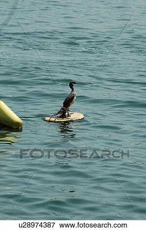 bird, dubai, dhow, creek, deira, uae View Large Photo Image Stock Photo - bird, dubai, dhow, creek, deira, uae. Fotosearch
