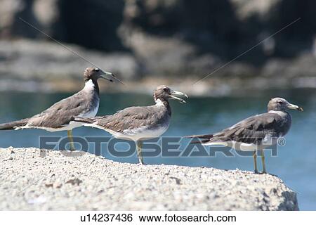 Oman Muscat Oiseaux Mer Côté Bord Mer Seaguls Banque De Photographies
