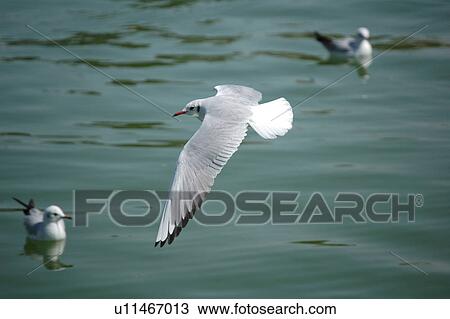 Stock Image - seagull, bird, beach, water, sea. Fotosearch