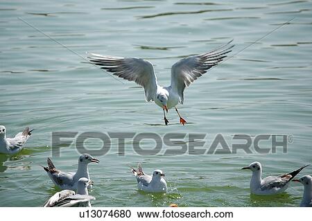 Stock Image - seagull, bird, beach, water, sea. Fotosearch