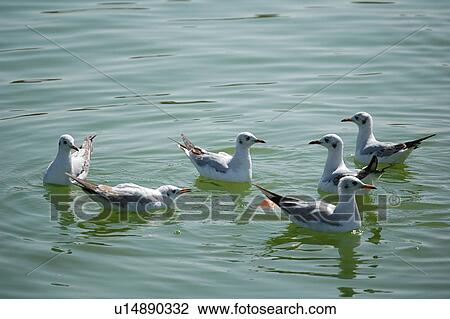 Stock Image - seagull, bird, beach, water, sea. Fotosearch