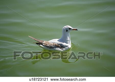 Stock Image - seagull, bird, beach, water, sea. Fotosearch