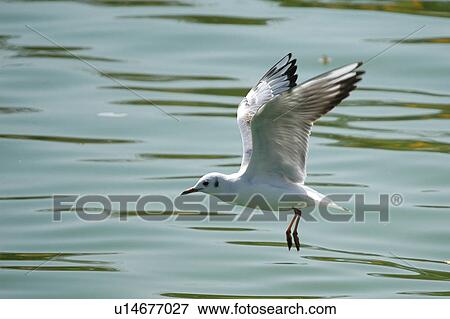 Stock Photo - seagull, bird, beach, water, sea. Fotosearch