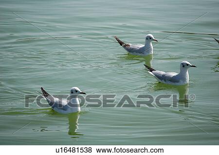 Stock Photo - seagull, bird, beach, water, sea. Fotosearch