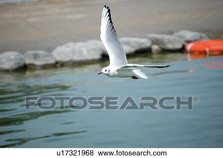 Stock Photo - seagull, bird, beach, water, sea. Fotosearch