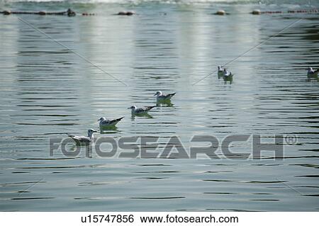 Stock Photograph - seagull, bird, beach, water, sea. Fotosearch