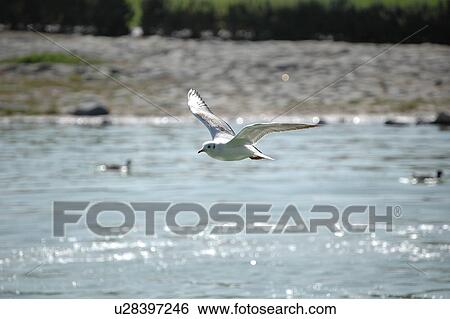 Stock Photograph - seagull, bird, beach, water, sea. Fotosearch