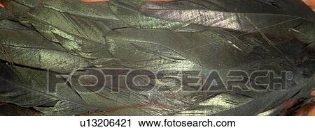 Black feathers close up View Large Photo Image Stock Image - Black feathers close up. Fotosearch