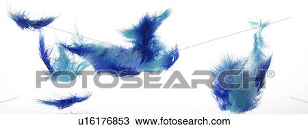 Blue feathers falling View Large Photo Image Stock Image - Blue feathers falling. Fotosearch