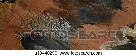 Stock Image - Brown and black feathers close up. Fotosearch