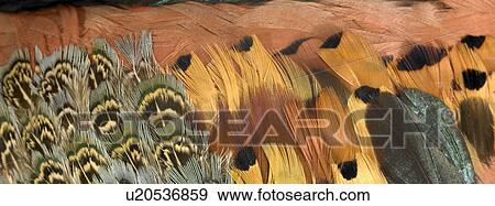 Stock Photo - Brown and black feathers close up. Fotosearch
