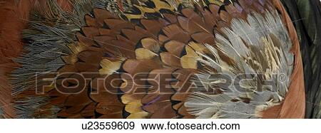 Stock Photo - Brown and black feathers close up. Fotosearch