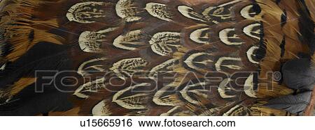 Brown and black feathers close up View Large Photo Image Stock Photograph - Brown and black feathers close up. Fotosearch