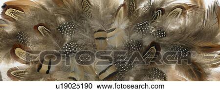 Stock Image - Brown and white Feathers close up. Fotosearch