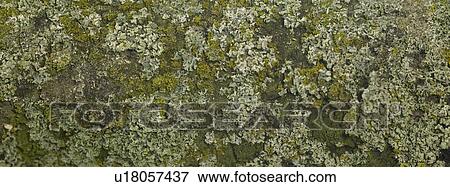 Stock Photo - Lichen on tree trunk close up. Fotosearch