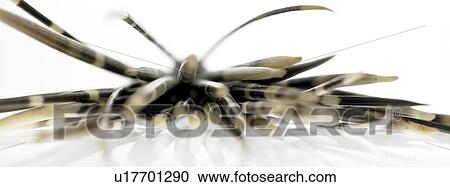 Stock Image - Porcupine quills on a table. Fotosearch