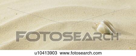 Stock Image - Rippled sand with seashell. Fotosearch