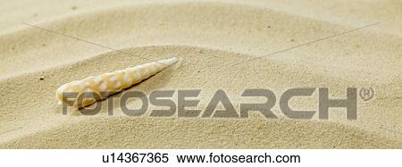 Rippled sand with seashell View Large Photo Image Stock Photography - Rippled sand with seashell. Fotosearch