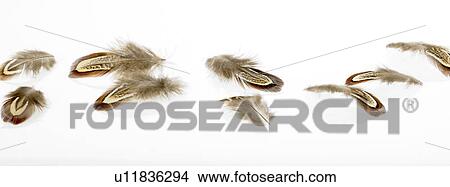 Picture - Scattered brown feathers. Fotosearch