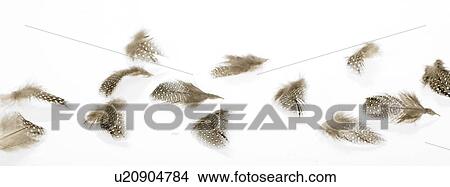 Picture - Scattered brown feathers. Fotosearch