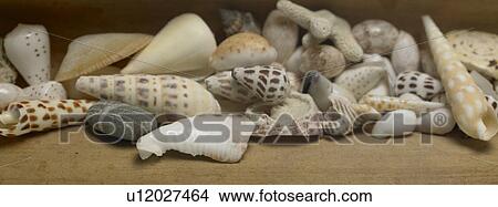 Picture - Shells sitting on table indoors. Fotosearch