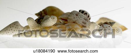 Shells View Large Photo Image Stock Image - Shells. Fotosearch
