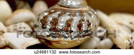 Shells View Large Photo Image Stock Image - Shells. Fotosearch