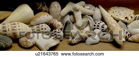 Stock Photography - Shells. Fotosearch