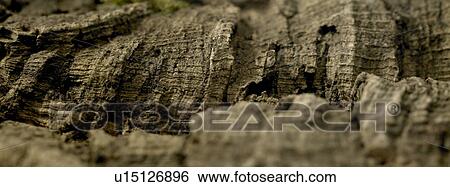 Tree bark close up View Large Photo Image Stock Photograph - Tree bark close up. Fotosearch